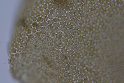 Radula javanica