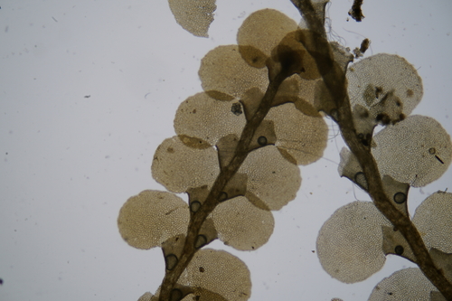 Radula javanica