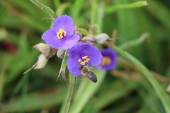 Tradescantia occidentalis