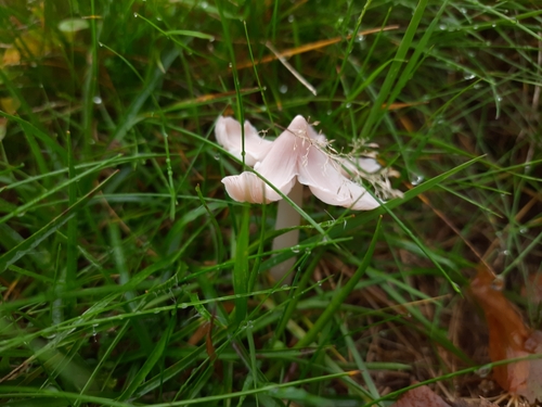 Porpolomopsis calyptriformis — (c) Patrick Bayan, some rights reserved (CC BY)