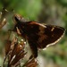 Chiapas' Umber Skipper - Photo (c) Rich Hoyer, some rights reserved (CC BY-NC-SA), uploaded by Rich Hoyer
