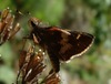 Chiapas' Umber Skipper - Photo (c) Rich Hoyer, some rights reserved (CC BY-NC-SA), uploaded by Rich Hoyer