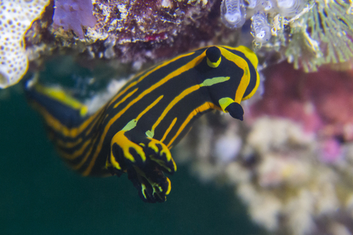 Springbok Wrinkle Dorid
