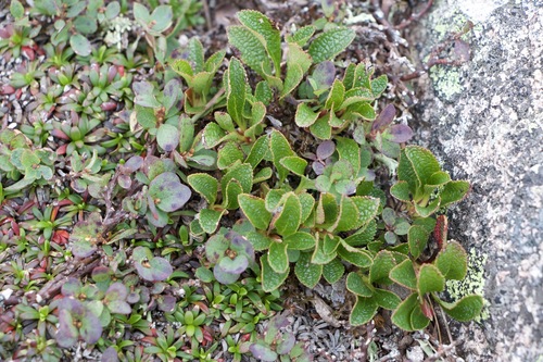 alpine bearberry