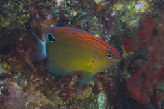 Pomacentrus bankanensis