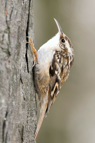 Agateador europeo (Certhia brachydactyla)