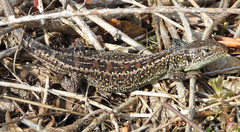 Lacerta agilis argus