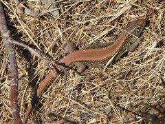 Lacerta agilis argus
