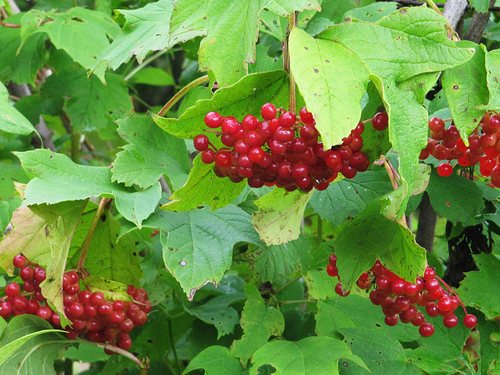 Asian Guelder Rose