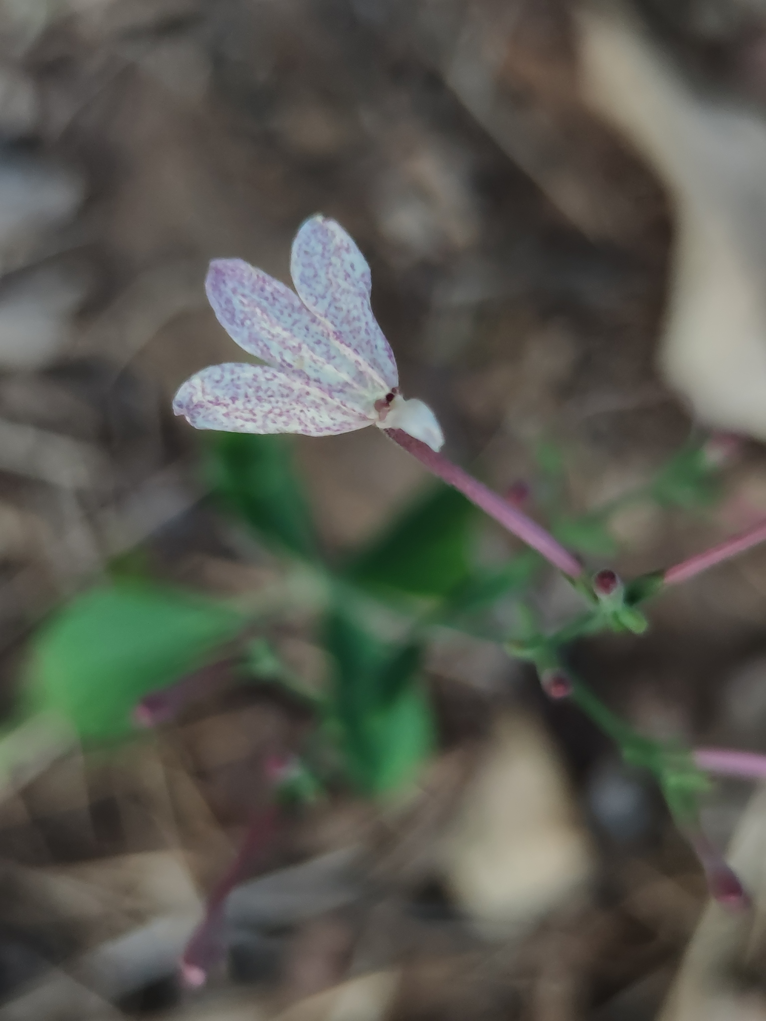 Rhinacanthus dichotomus