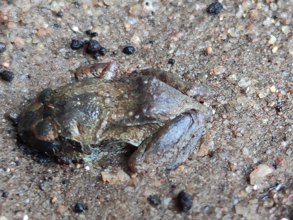 Common Squeaker from Morogoro Rural, Tanzania on July 31, 2023 at 08:10 ...