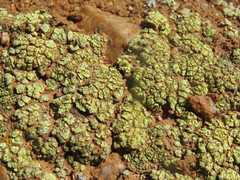 Acarospora schleicheri