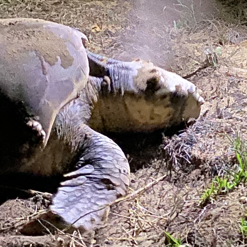 Typical Sea Turtles from Mon Repos Turtle Centre, Mon Repos, QLD, AU on ...