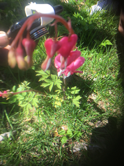 Lamprocapnos spectabilis