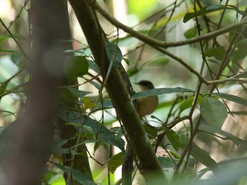 Crateroscelis murina observed 2023-08-30