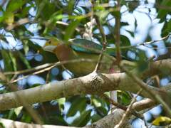 Pink-Spotted Fruit-Dove photo 5