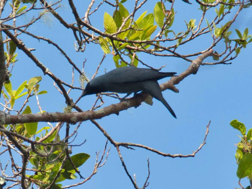 Boyer's Cuckooshrike