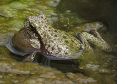Hyla sarda