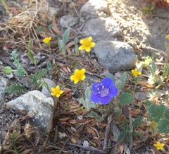 Phacelia campanularia