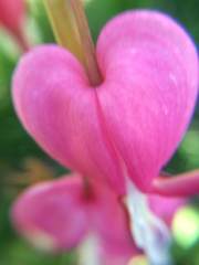 Lamprocapnos spectabilis