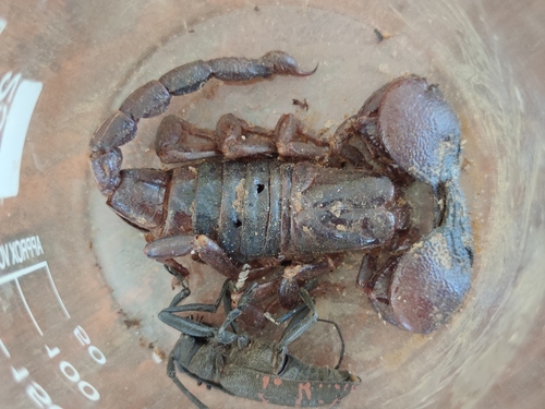 Photo of Tanzanian Red Clawed Scorpion (Pandinoides cavimanus)