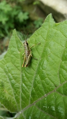 Orthoptera