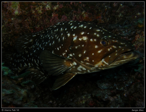 Island Grouper