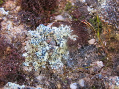 Lecanora semitensis