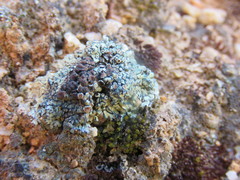 Lecanora semitensis