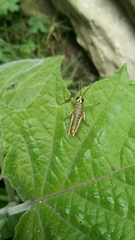 Orthoptera