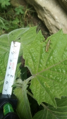 Orthoptera