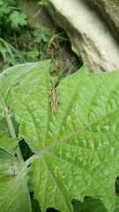 Orthoptera