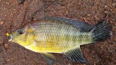 Banded Tilapia photo 2