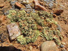 Acarospora schleicheri