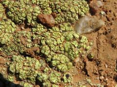 Acarospora schleicheri