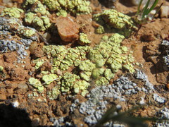 Acarospora schleicheri