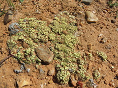 Acarospora schleicheri