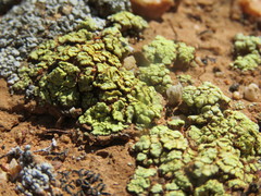 Acarospora schleicheri