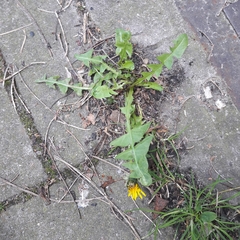 Taraxacum officinale