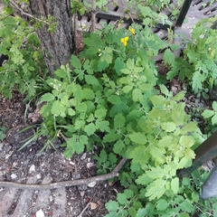 Chelidonium majus