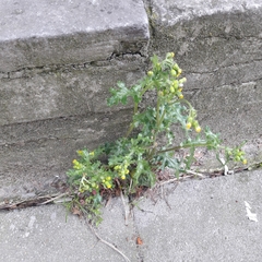 Senecio vulgaris
