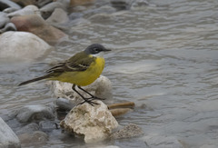 Motacilla flava cinereocapilla