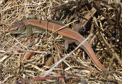 Lacerta agilis argus