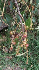 Prunus