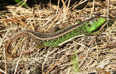Lacerta agilis argus