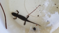 Lissotriton