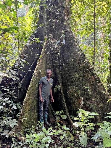 Ficus mucuso