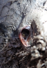 Vermetoidea
