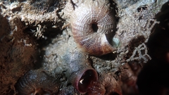 Vermetoidea