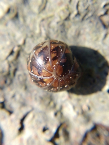 Haploglomeris multistriata